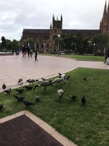 15204289_1208173062591317_590935165_o