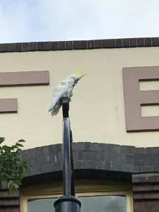 15271407_1211838562224767_667152982_o